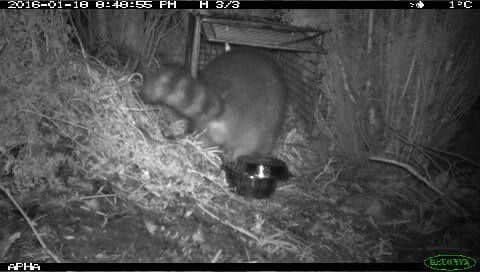 The raccoon, captured by Defra cameras in the garden of a Sunderland home.