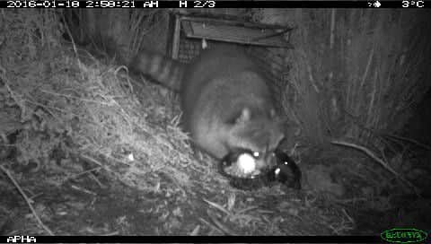 The raccoon, captured by Defra cameras in the garden of a Sunderland home.