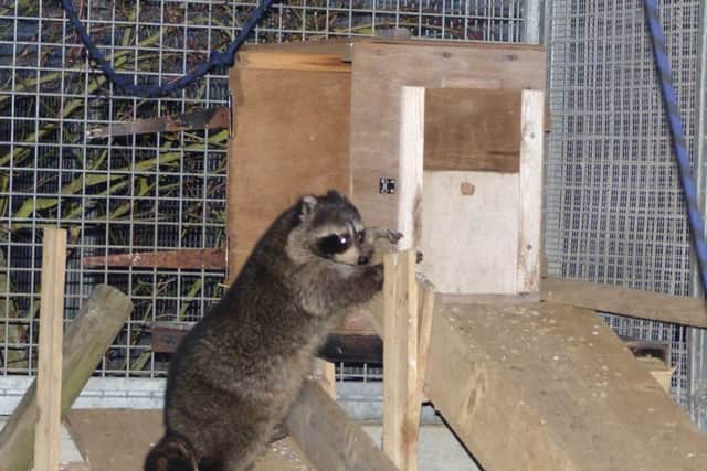 The raccon spending time in a Defra compound as it awaits a trip to its new home in a zoo.