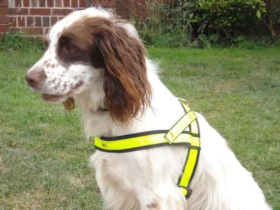 Tyne and Wear Fire and Rescue dog Spencer. Pic by Tyne and Wear Fire and Rescue.