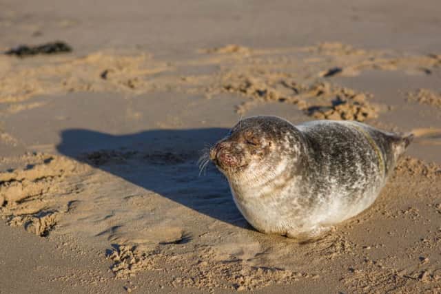 The female pup was first spotted on the beach at Seaham on Tuesday morning. Pictures by Lee Tuck.