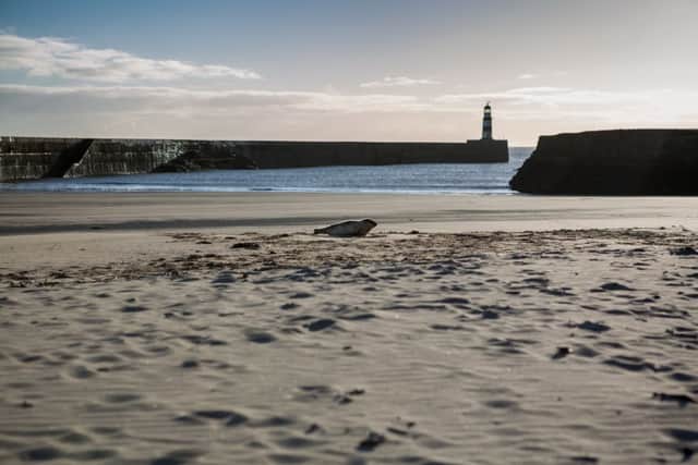 The female pup was first spotted on the beach at Seaham on Tuesday morning. Pictures by Lee Tuck.