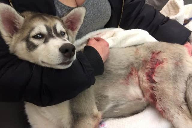 Summer needed dozens of stitches in her wounds after being attacked by two Bullmastiffs.