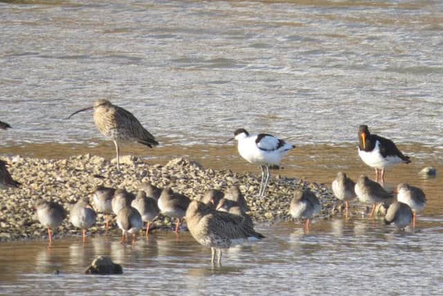 Avocets, curlew, redshank and oystercatchers on the shingle islands at Washington Wetlands Centre. Pic: Leanne McCormella.