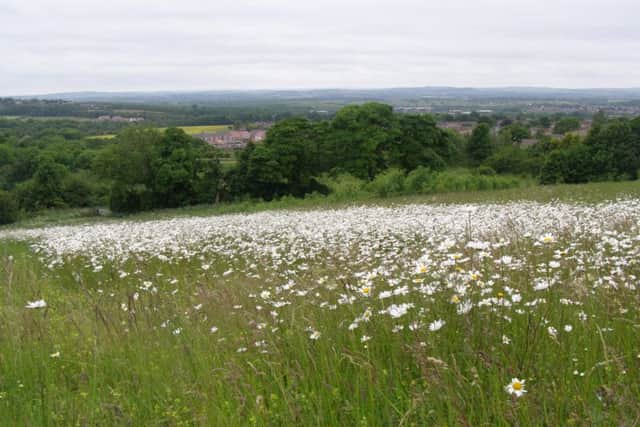 One of the local wildlife sites in Sunderland being managed to restore wildflowers and improve the city's biodiversity.