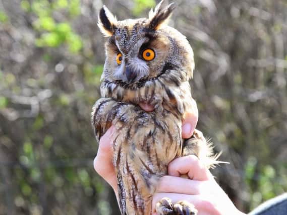 Long-eared owl. Picture by National Trust/Dougie Holden.