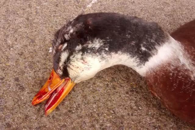 The duck was attacked in Shotton Colliery