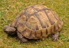 Benji missing tortoise