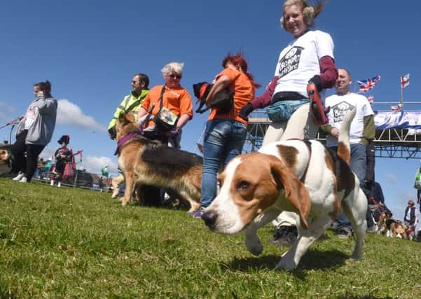 Scruffts will be taking centre stage at next months Great North Dog Walk.
