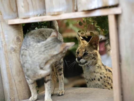 Serval cat Squeaks (right) 1 1/2, with Imogen, a 2 year-old Savannah, at their home in Great Wakering, Essex