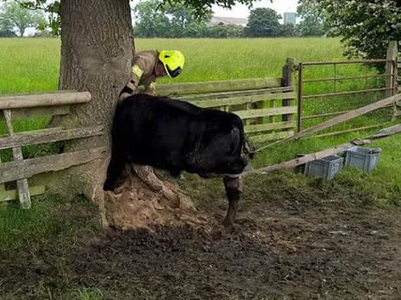 Firefighters were called to a field in Northallerton, where a cow got her head stuck in a tree.