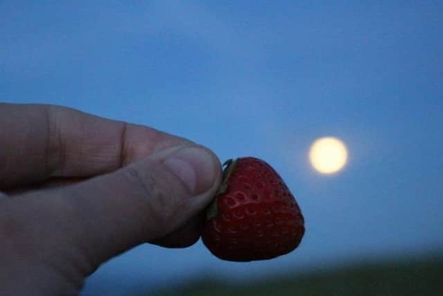 Strawberry Moon: Picture sent in by Sue Hall.