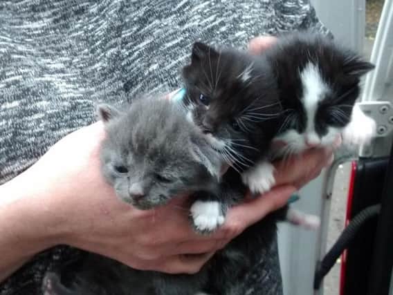 The three kittens which were dumped in a scrap freezer.