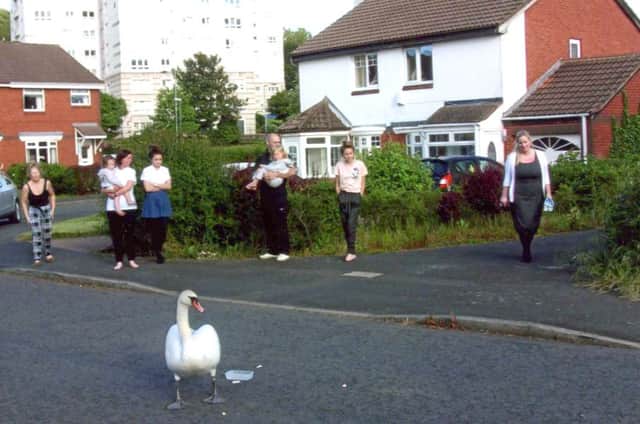 Lakeside residents wondering how to help the injured swan.