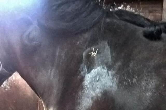 The injuries to one of the horses.