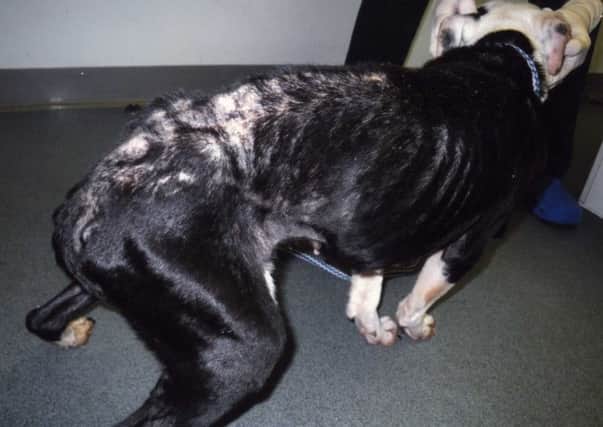 Levi was found in an emaciated condition.