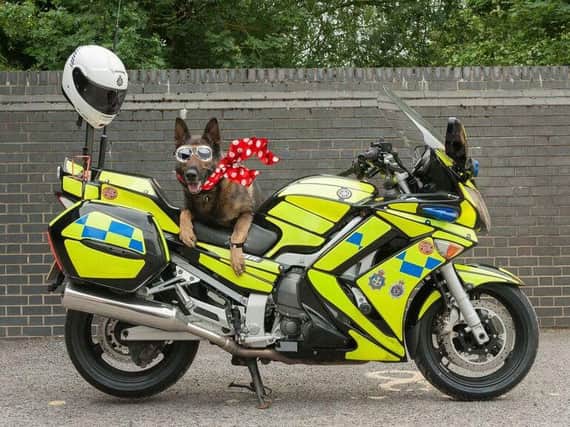 Police dog Kaizer poses on a police motorbike.