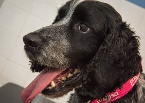 Bobby the spaniel nearly died after he was attacked by wasps.