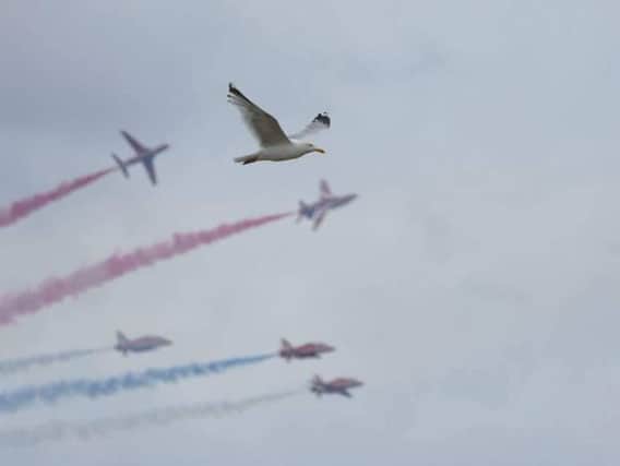 The seagull flies with the Red Arrows at Sunderland International Airshow. Picture: Wanda Stockdale.