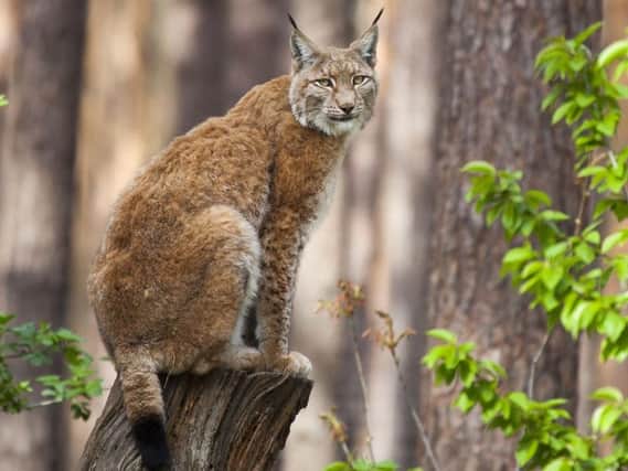 A Eurasian lynx. Picture by Erwin van Maanen