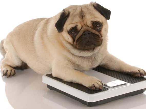 More than half of pets are overweight