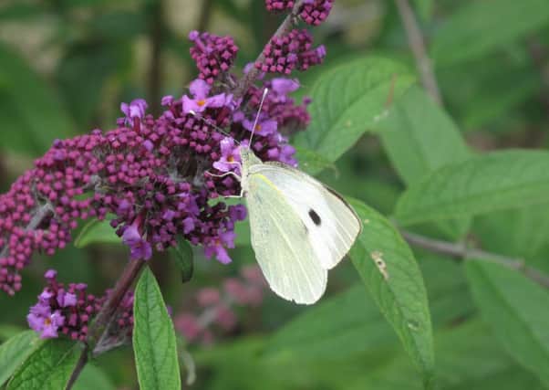 A Cabbage White butterfly on Buddleja. Picture by RHS / Katy Prentice