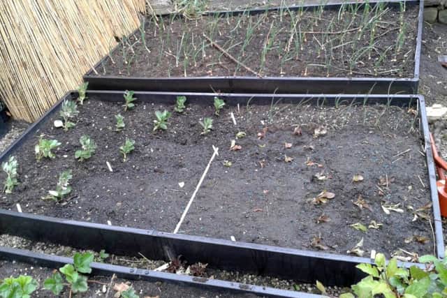 Raised allotment-style beds.