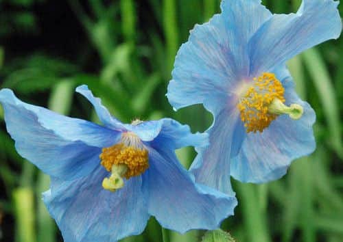 Meconopsis, the Himalayan blue poppy.