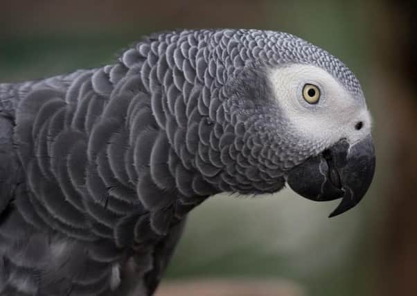 A Congo African Grey parrot.