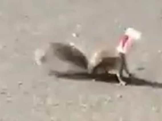 The stricken squirrel with its head stuck in a cup.