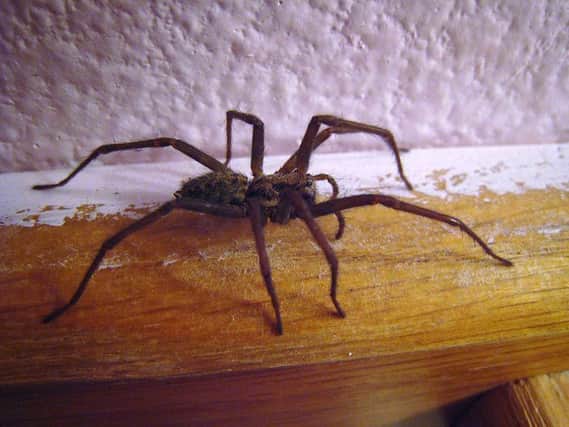 Is your home being invaded by spiders?