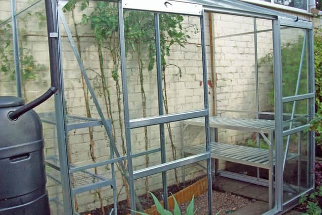 Last year's greenhouse cleaned and emptied - apart from tomatoes.