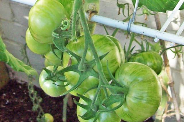 Loads of Green Zebra tomatoes still in the greenhouse, which means cleaning is going to be delayed.