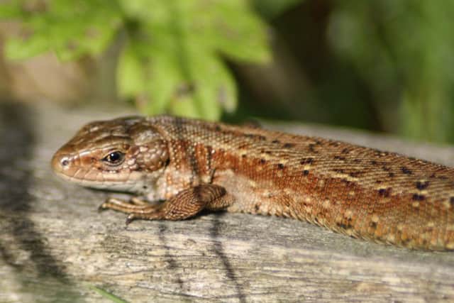 A female common lizard basks in the sun.