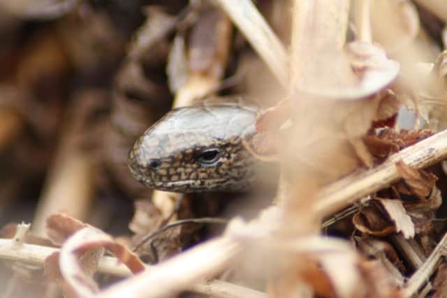 A slow worm captured on camera.
