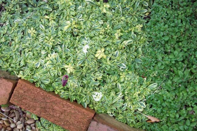 Ground cover plants, such as Arabis and golden marjoram, suppress weeds.