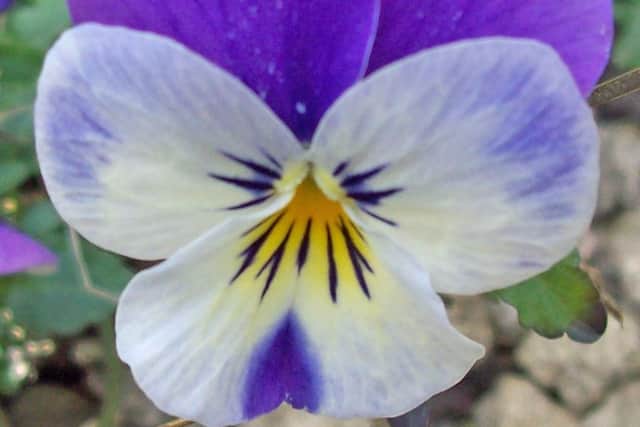 A Viola cultivar