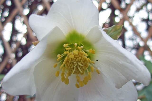 Helleborus nigra, the Christmas rose.