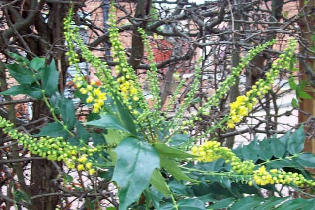 Mahonia Charity is blooming now.