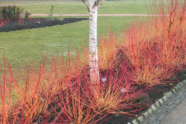 Harlow Carr, near Harrogate, has a great winter garden, as seen here with Cornus Midwinter Fire and a Himalayan birch.