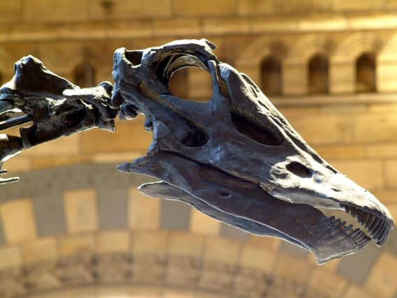 The skull of the diplodocus, currently on display at the Natural History Museum in London.