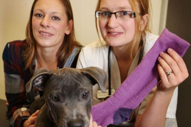 Sock-lover George with owner Kathryn Danby and vet Dr Gemma Taylor.