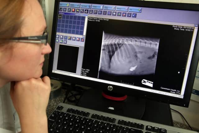 Dr Gemma Taylor looking at an X-ray of George which shows a sock, a stone and part of a dog toy.
