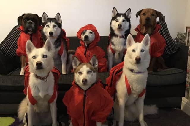 Canine participants of the sponsored  Snowdog Walk in the ponchos they were given in their goody bags. Credit: Cheryl Waddell.