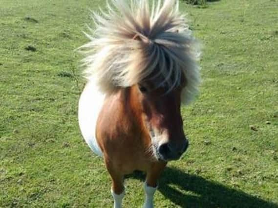 Bobby the Shetland Pony.