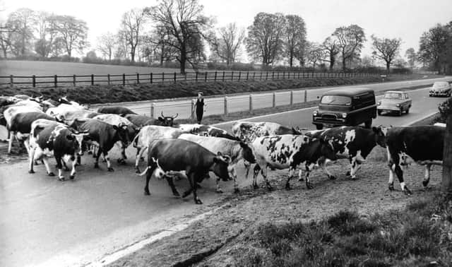 Could Nissan workers bring their cattle to town after becoming freemen and women of Sunderland.