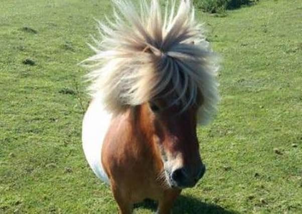 Bobby the Shetland pony.