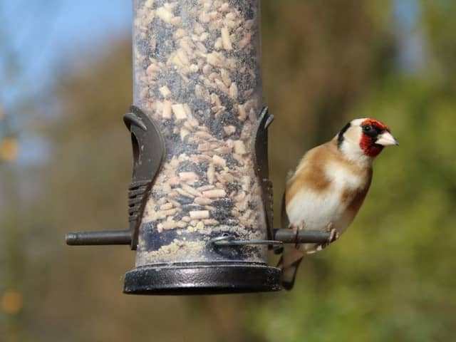 A goldfinch at the seed.