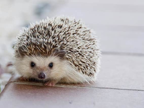 Stock picture of a hedgehog