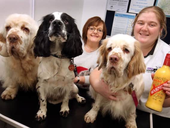 Oscar, Brecon and Martha with owner Fiona Robson and vet Dr Emma Hindson from Prince Bishop Vets.